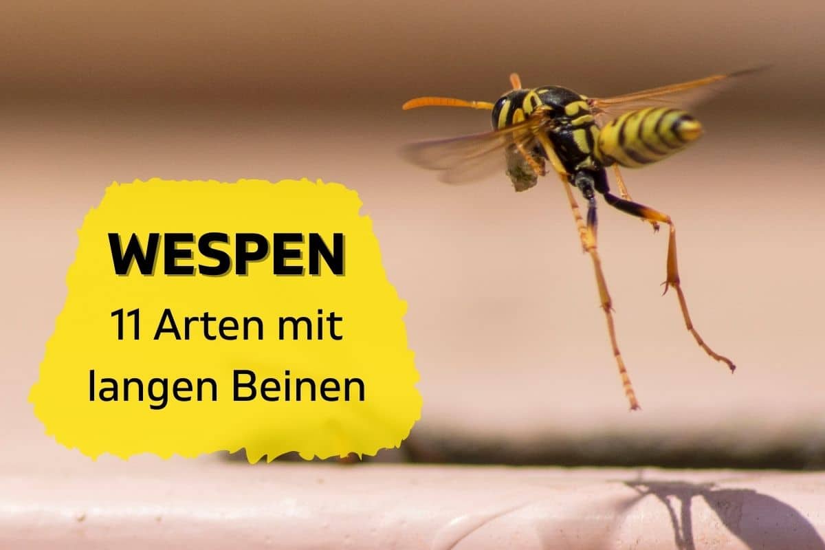 Können Wespen Mit Langen Beinen Stechen