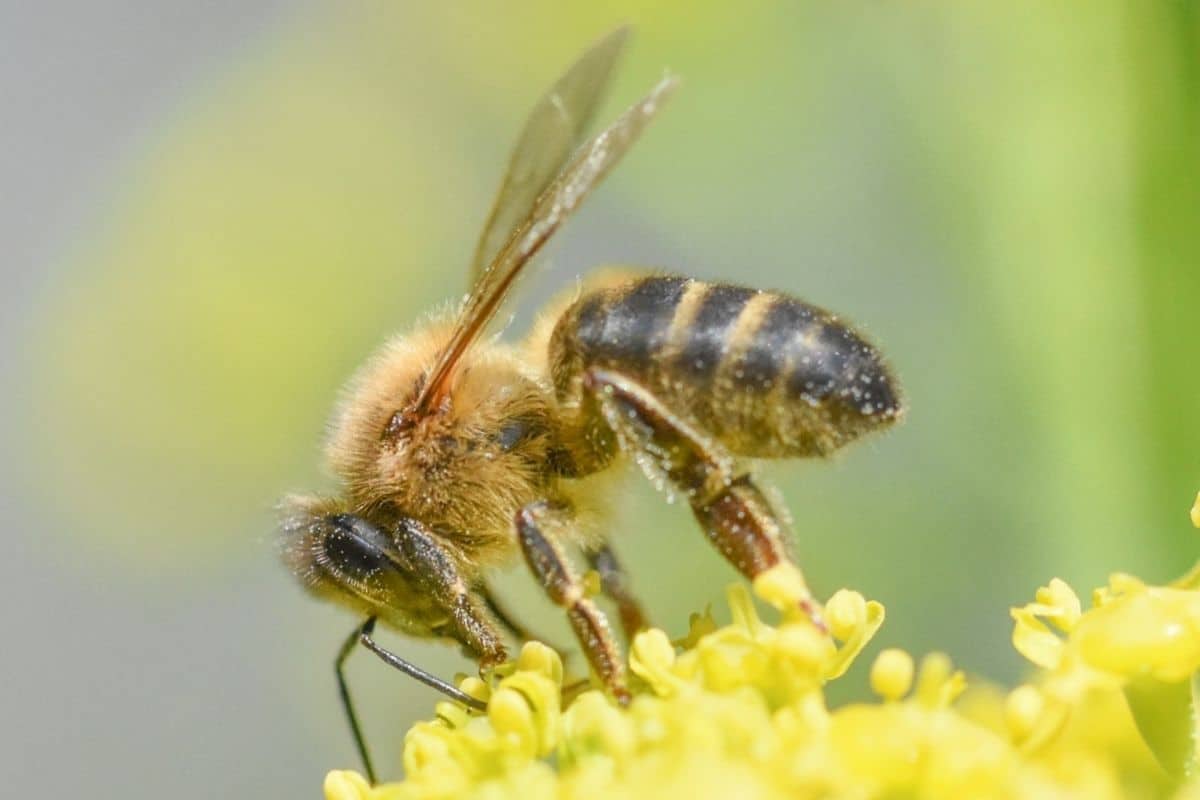 Bienen mit Rüssel - Westliche Honigbiene