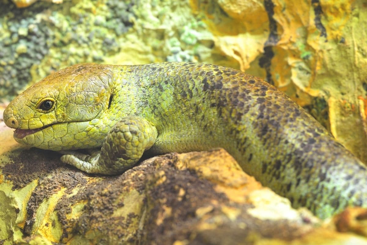 Was fressen Eidechsen - Wickelschwanzskink 