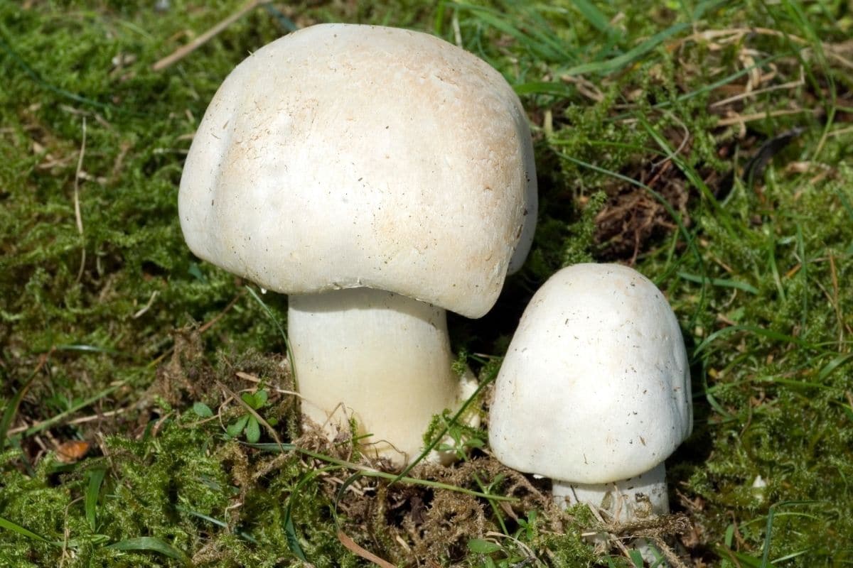 Wiesen-Champignon - Agaricus campestris