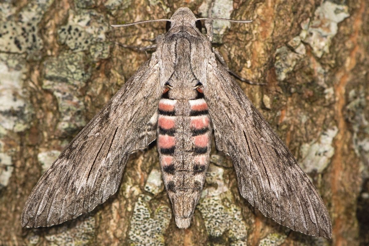 Windenschwärmer - Agrius convolvuli