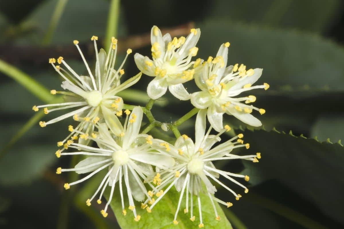 Winterlinde - Tilia cordata