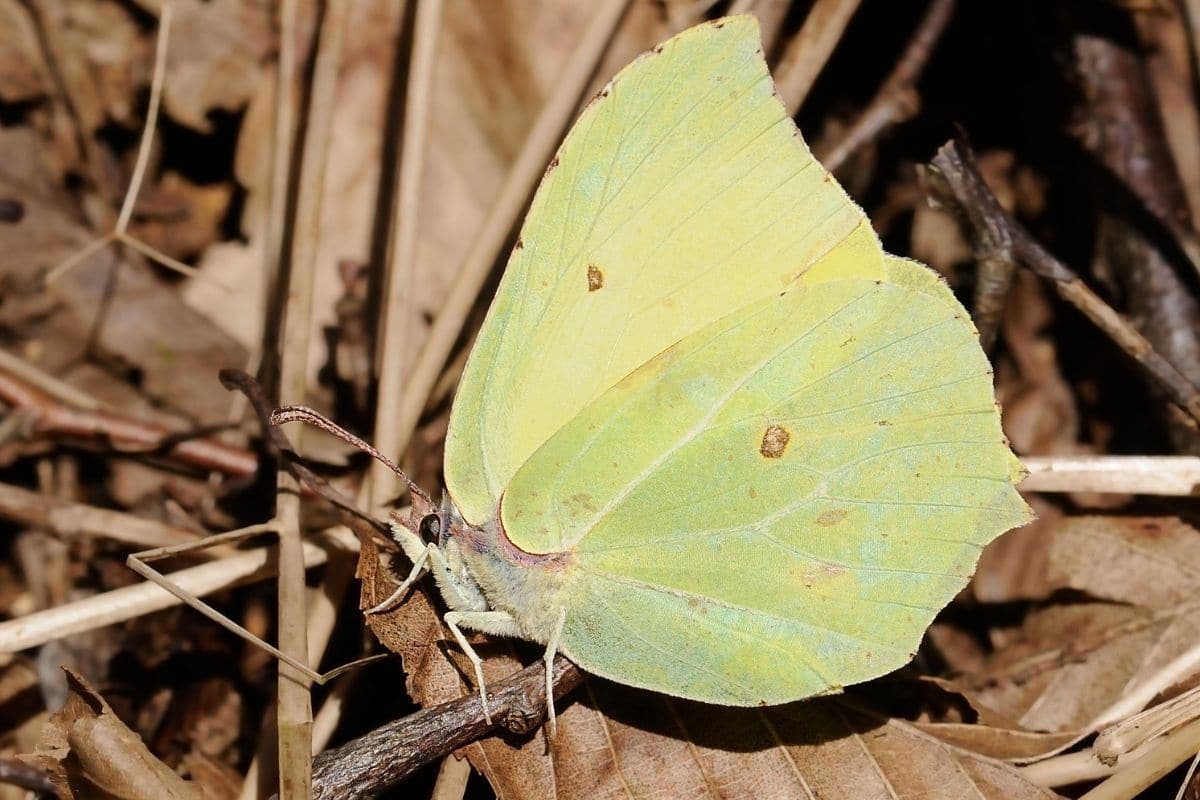 Zitronenfalter - Gonepteryx rhamni