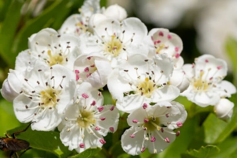 Baum mit weißen Blüten diese blühen jetzt Gartenrat.de