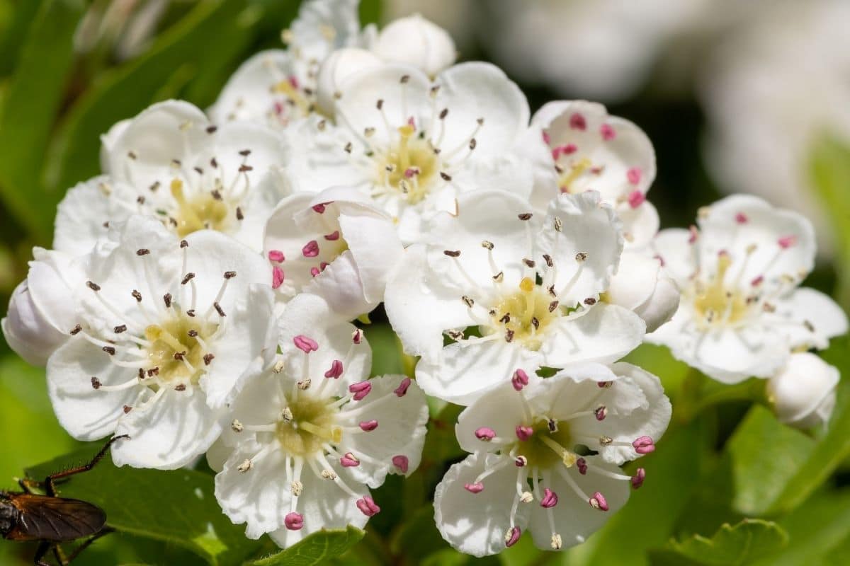 Zweigriffeliger Weißdorn - Crataegus laevigata