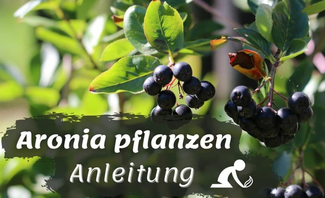 Aronia pflanzen