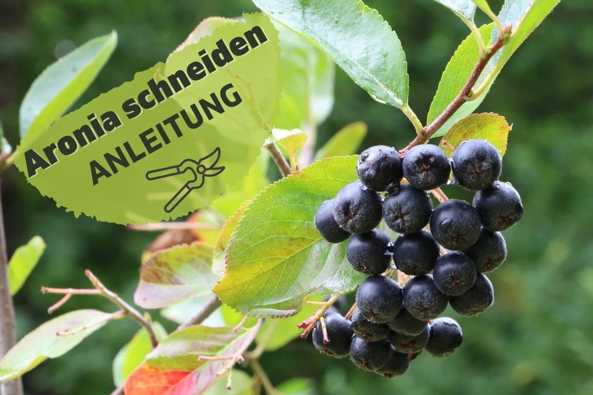 AroniaStrauch schneiden so bildet er viele Beeren Gartenrat.de