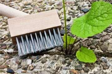 Moos von Pflaster entfernen in 5 Schritten Gartenrat.de