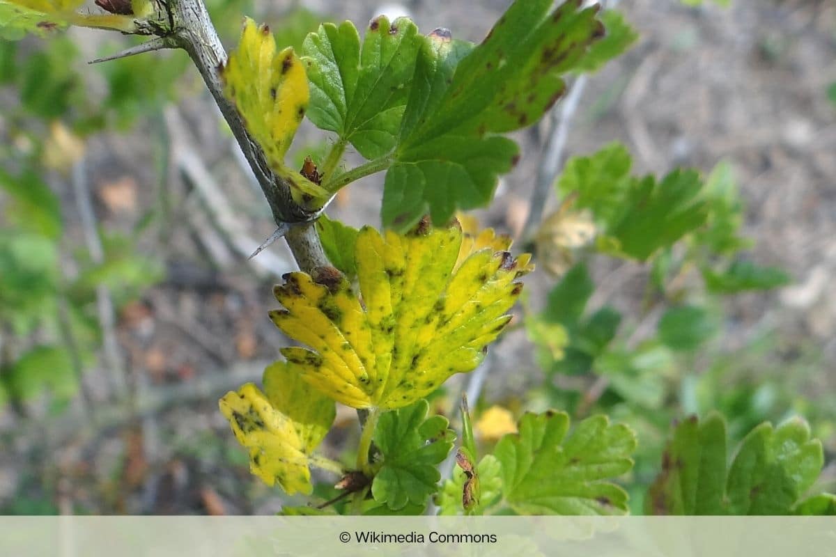 Blattfallkrankheit (Drepanopeziza ribis) an Stachelbeeren