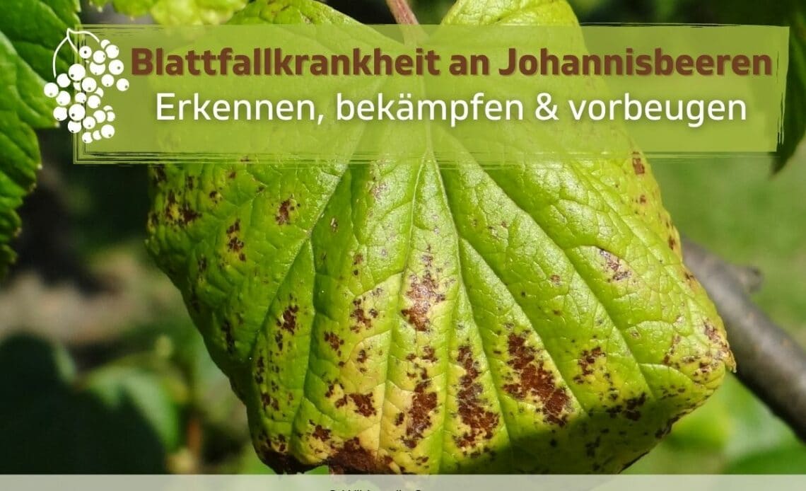 Blattfallkrankheit an Johannisbeeren