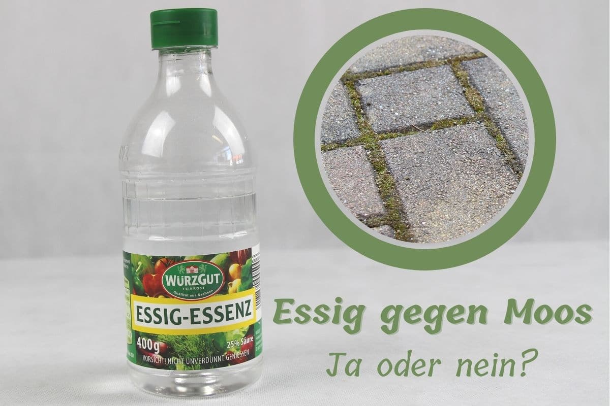Moos mit Essig entfernen funktioniert es? Gartenrat.de