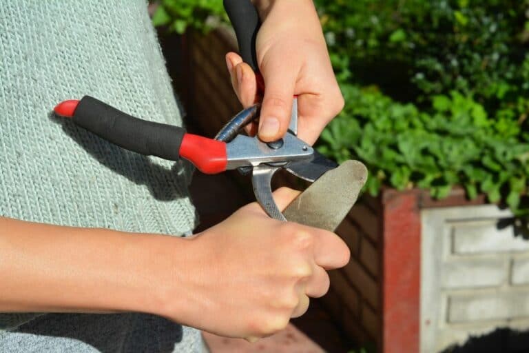 AroniaStrauch schneiden so bildet er viele Beeren Gartenrat.de