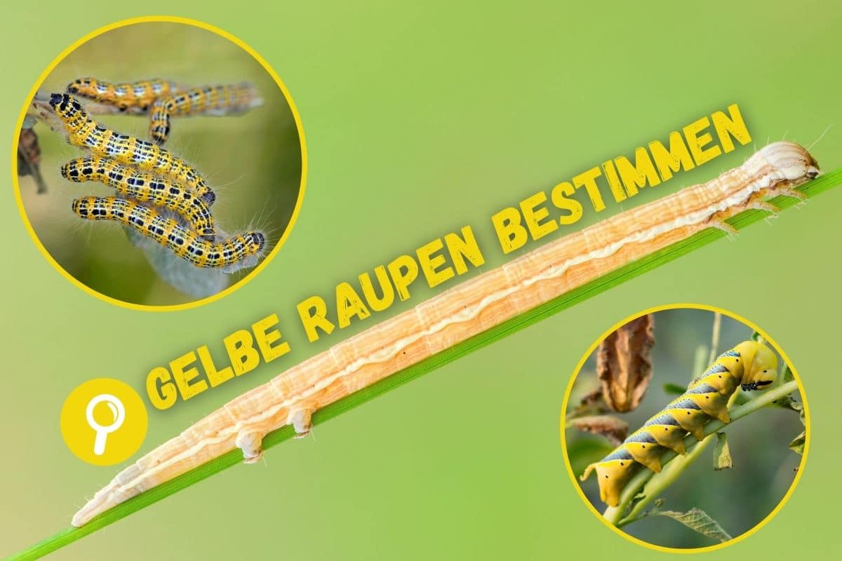 Gelbe Raupen erkennen 18 Arten mit Bild Gartenrat.de