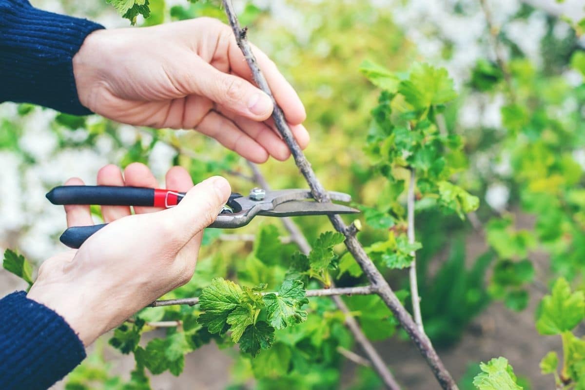 Blattfallkrankheit vorbeugen - Johannisbeeren schneiden