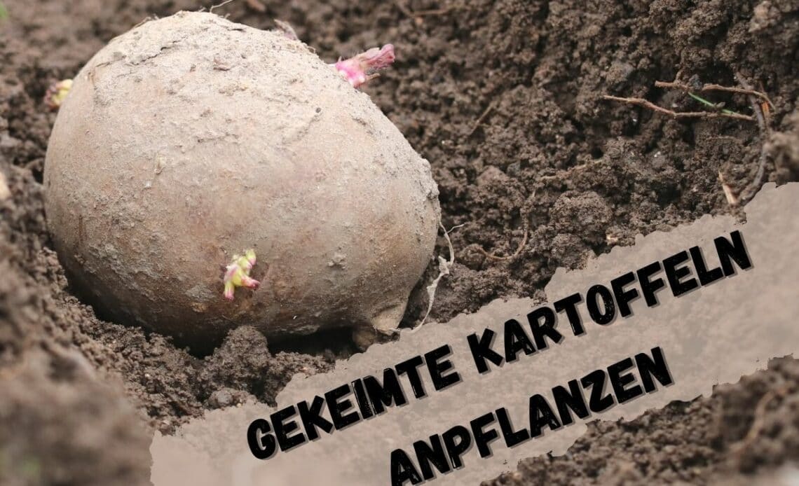 Keimende Kartoffeln anpflanzen