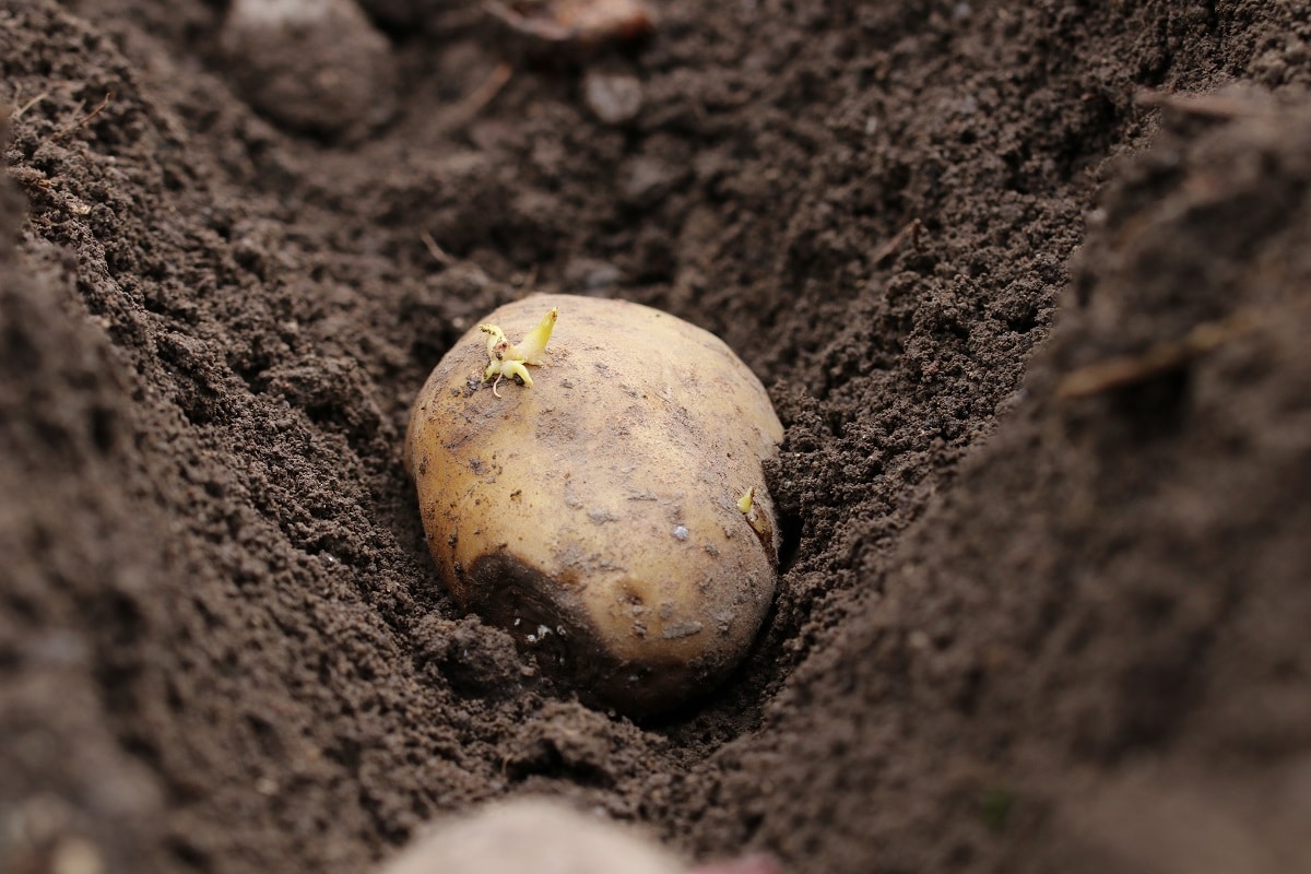 Keimende Kartoffeln anpflanzen