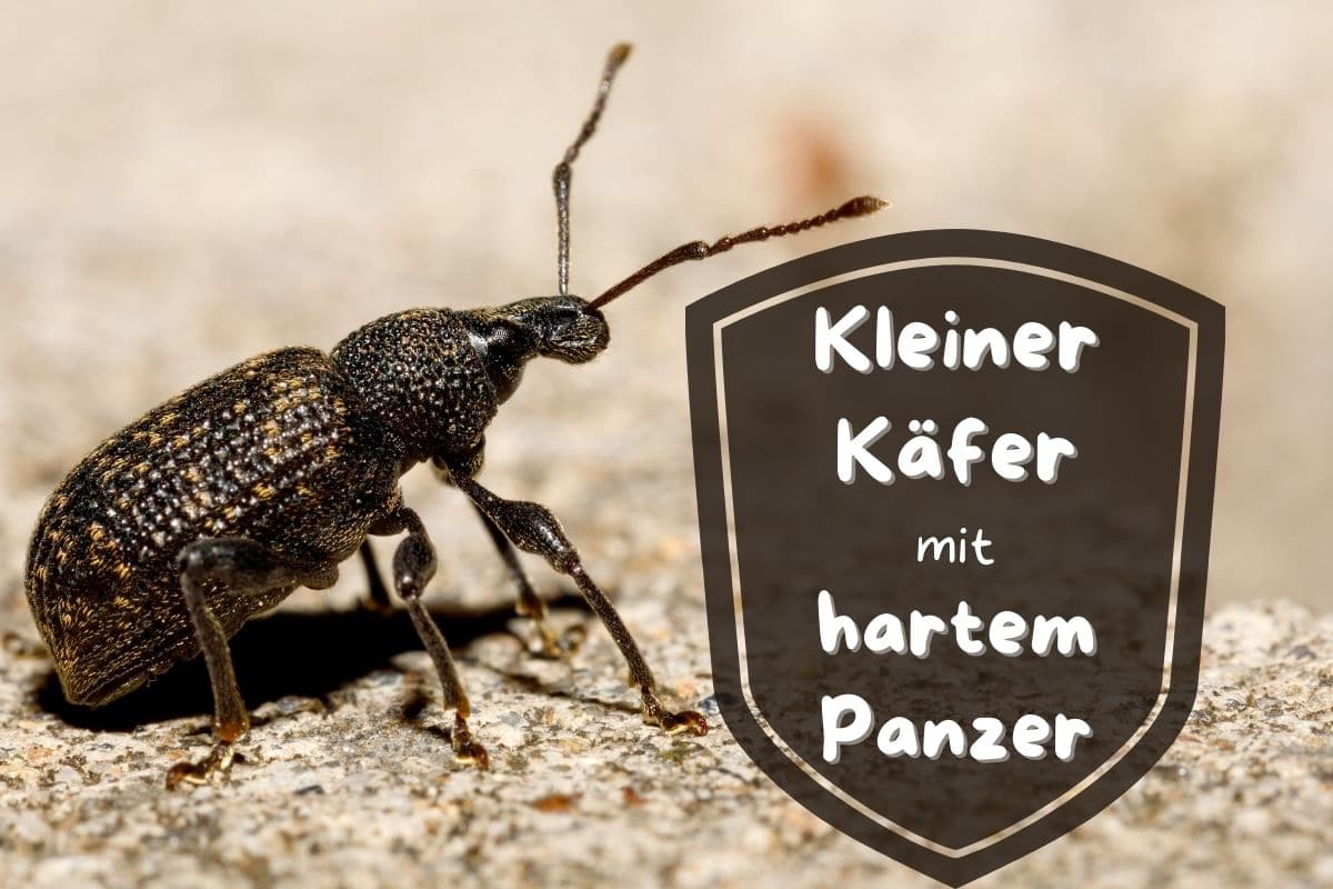 Kleiner Käfer mit hartem Panzer dieser ist es Gartenrat.de