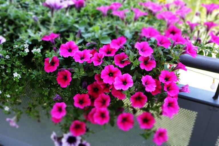 30 Pflanzen für den Südbalkon Gartenrat.de