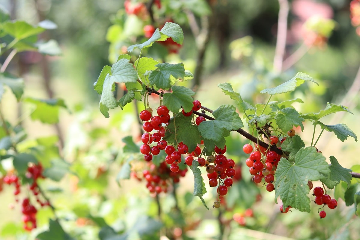 Rote Johannisbeeren - Ribes rubrum