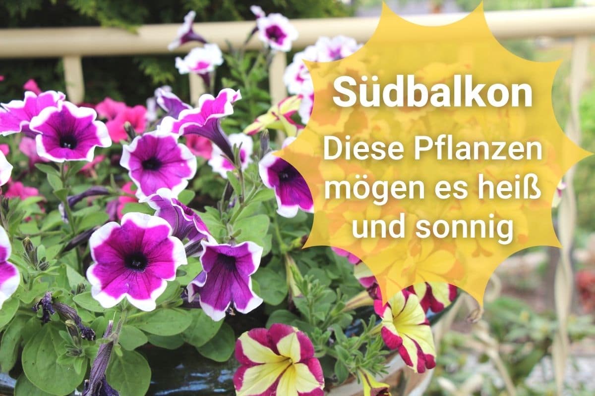 30 Pflanzen für den Südbalkon Gartenrat.de