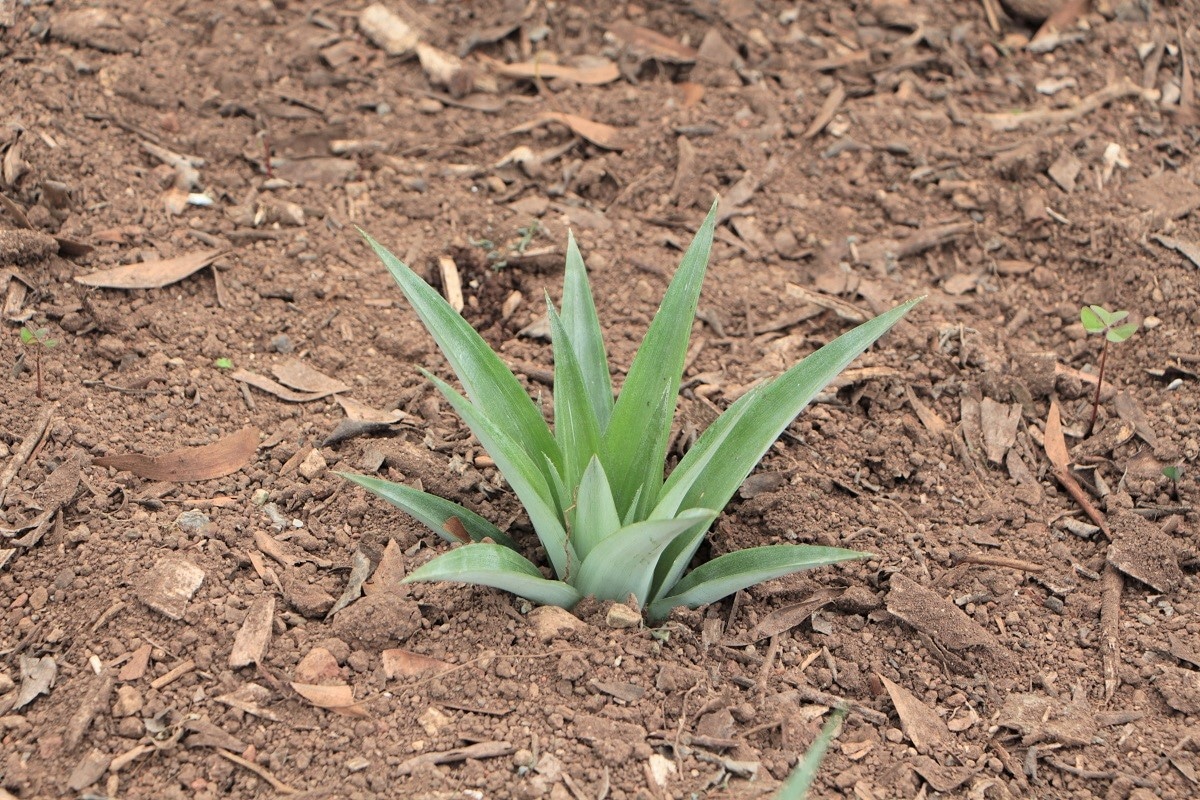 Ananas im Boden