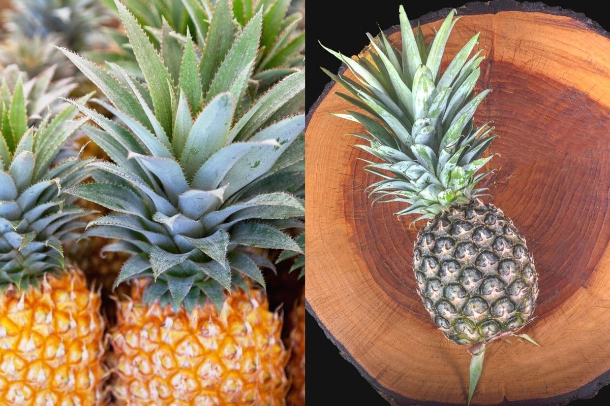 Ananas-Sorten