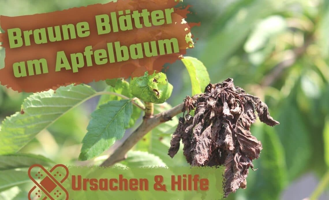 Braune Blätter am Apfelbaum