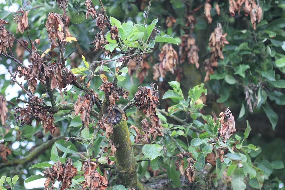 Braune Blätter am Apfelbaum - Spitzendürre