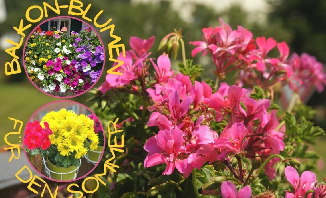 Sommerblumen für den Balkon