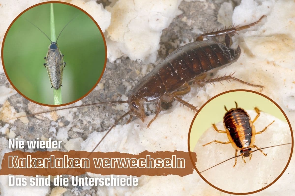 Verwechslung der Kakerlake das ist zu beachten Gartenrat.de