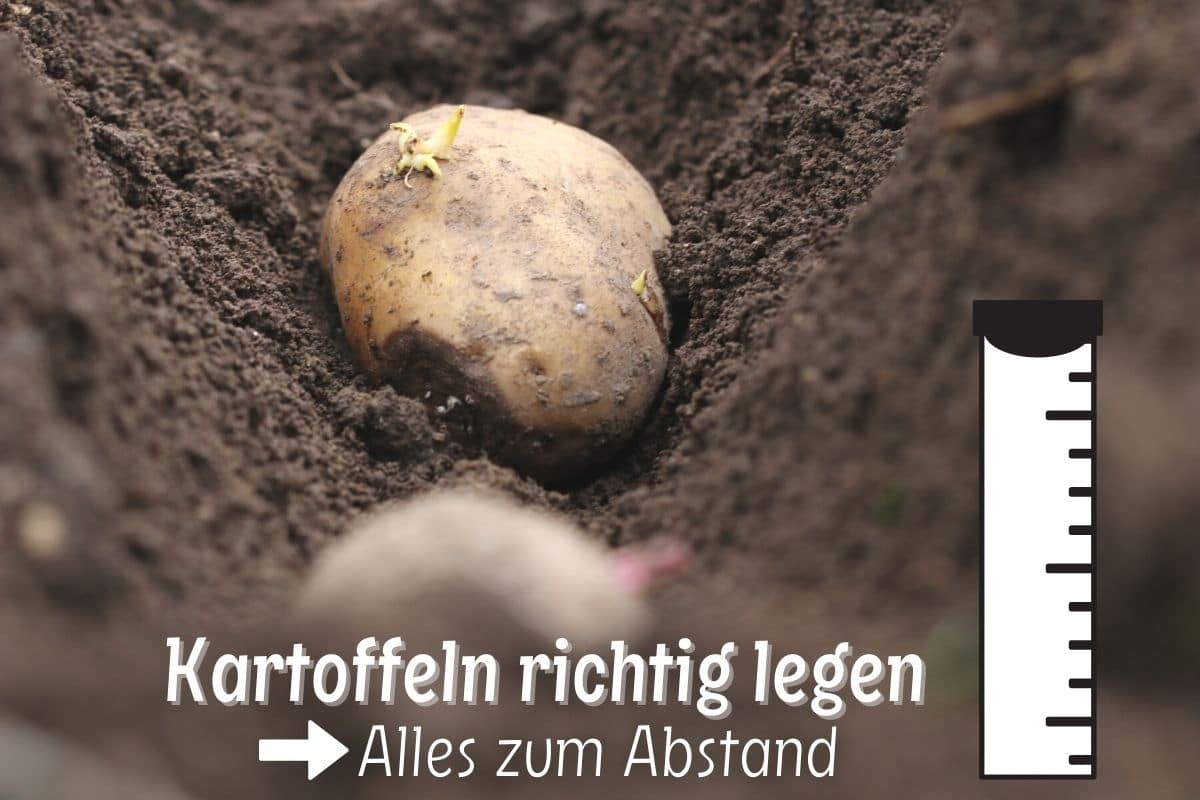 Kartoffel Setzen Abstand