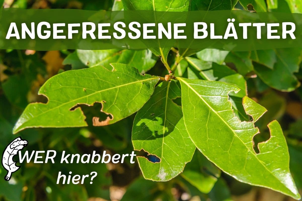 Blätter angefressen welcher Schädling war es? Gartenrat.de