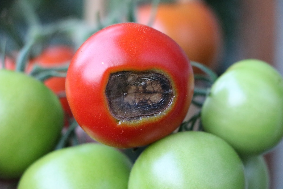 Tomate mit Blütenendfäule