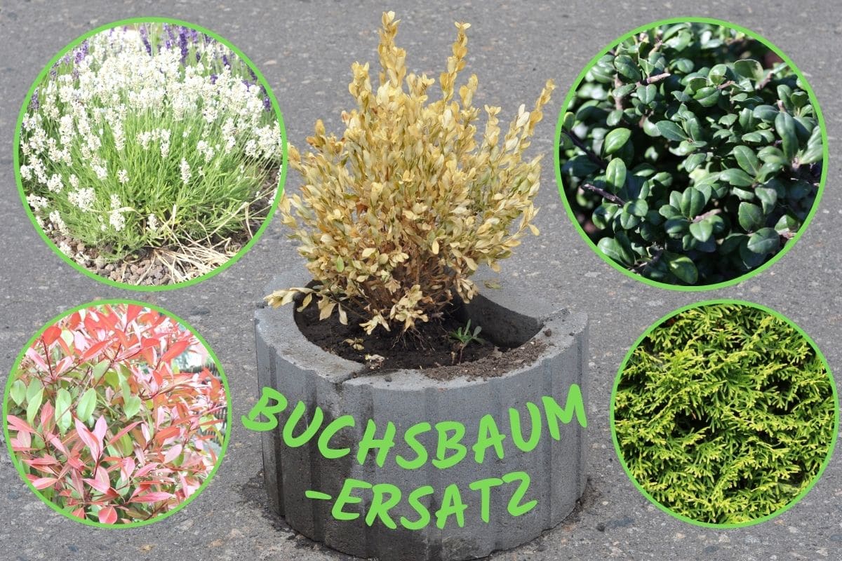 BuchsbaumErsatz 15 Ersatzpflanzen Gartenrat.de
