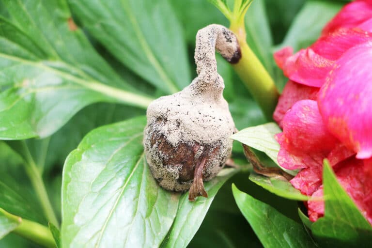 Pfingstrosen Gehen Nicht Auf Was Tun Pfingstrosen gehen nicht auf: was tun? - Gartenrat.de