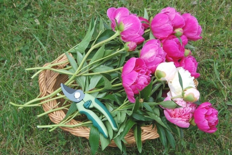 Pfingstrosen In Der Vase Gehen Nicht Auf Pfingstrosen gehen nicht auf: was tun? - Gartenrat.de