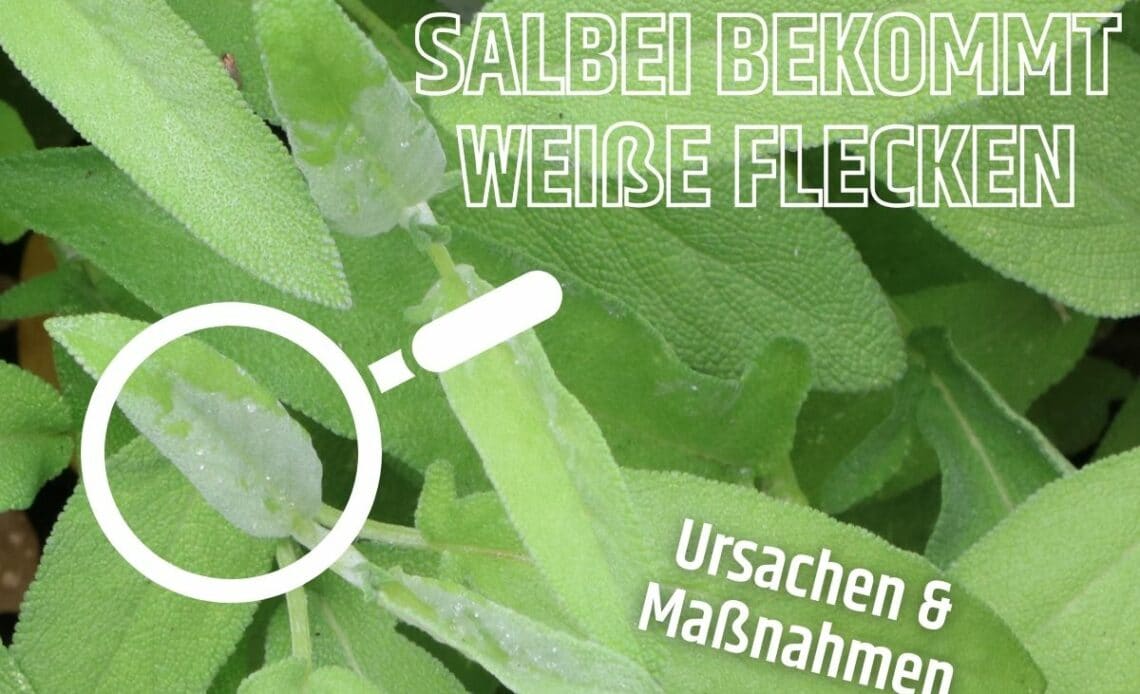 Weiße Flecken an Salbei-Blättern