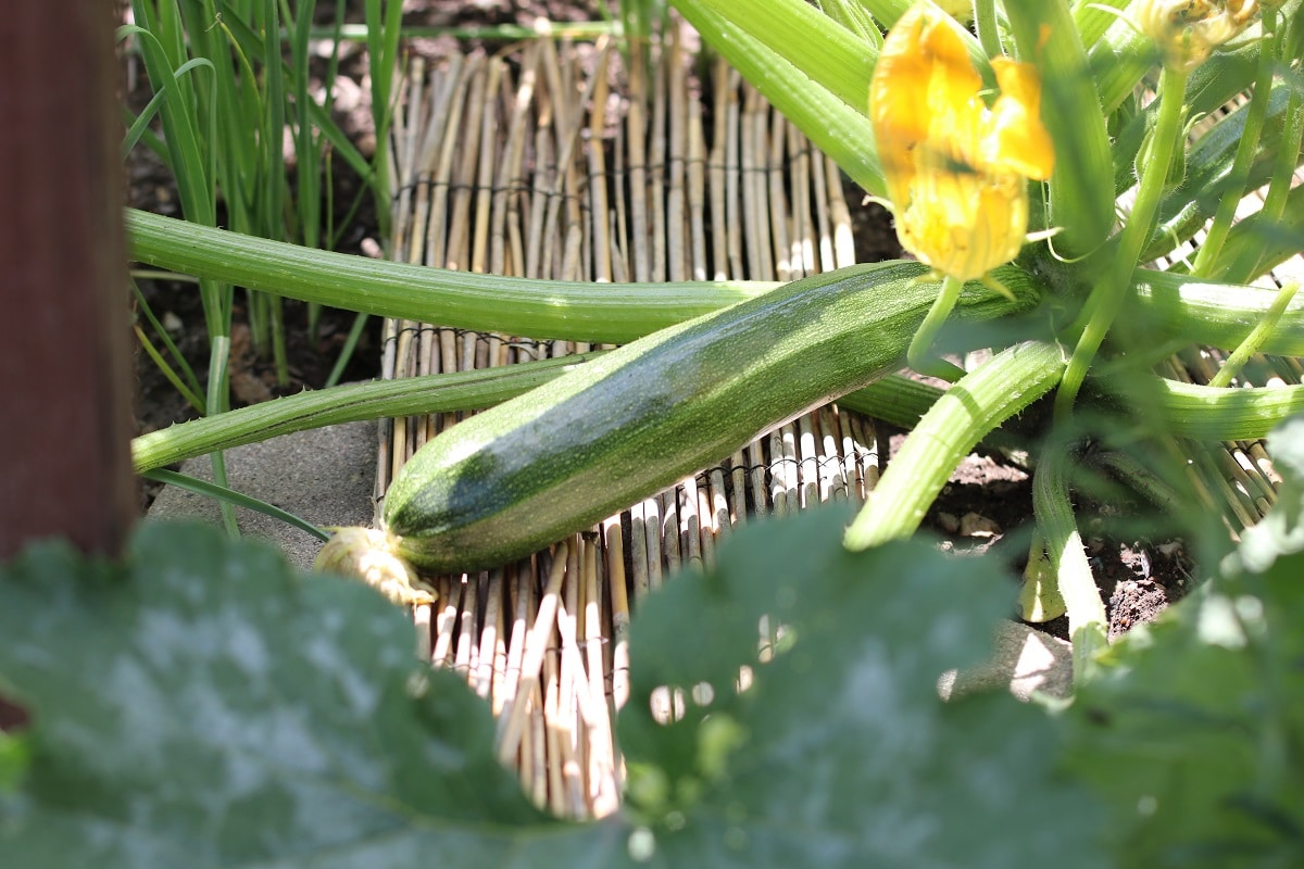 Zucchini (Cucurbita pepo ubsp. pepo convar. giromontiina)