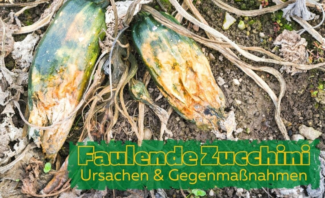 Zucchini faulen an der Spitze