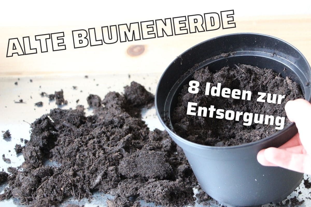 Erde wohin mit alter Blumenerde? Gartenrat.de