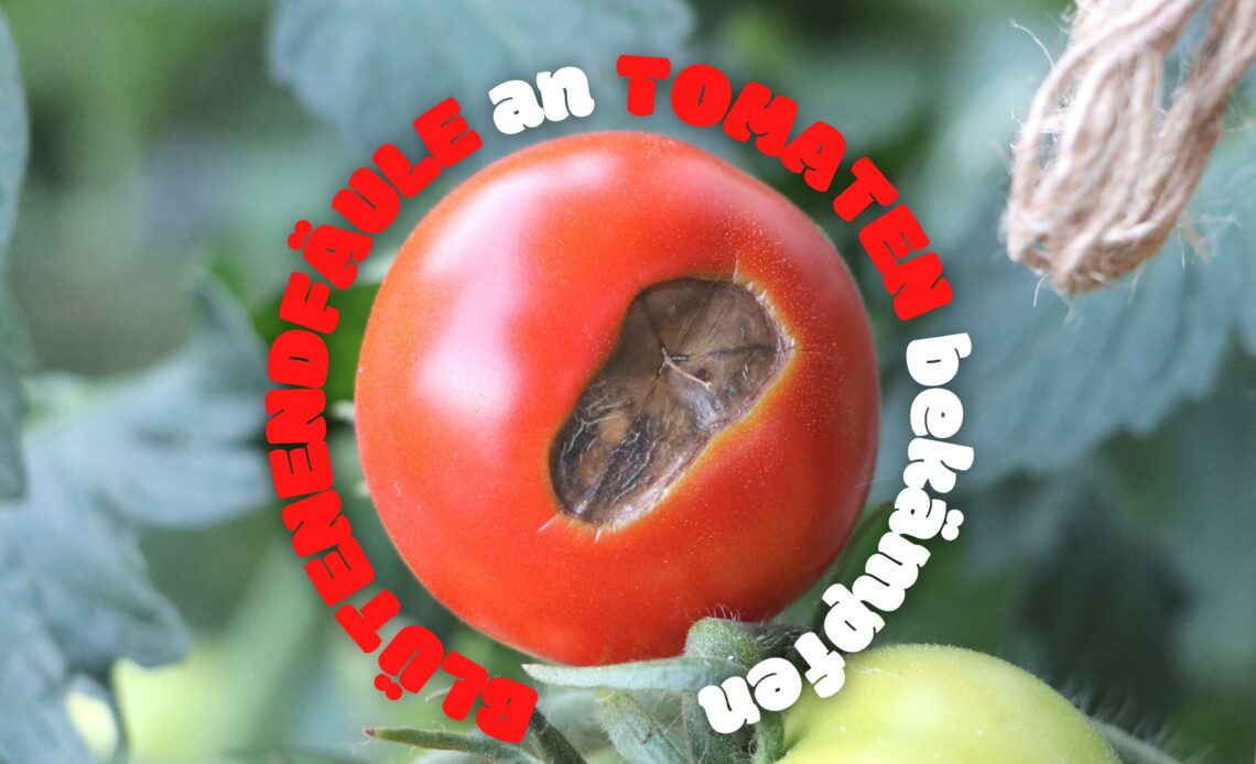 Blütenendfäule an Tomaten