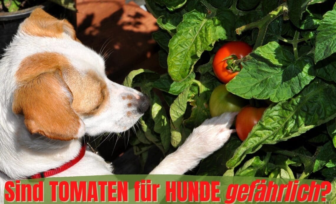 Hund schnüffelt an Tomate