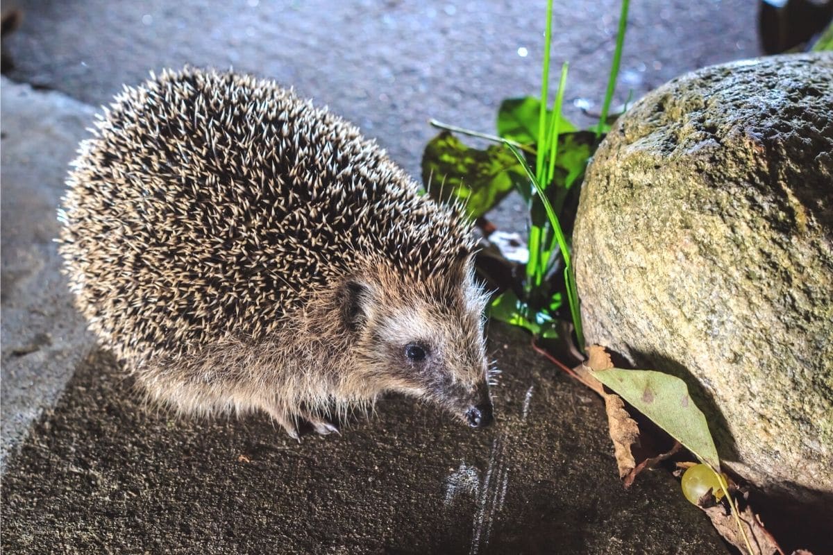 Igel im Winter