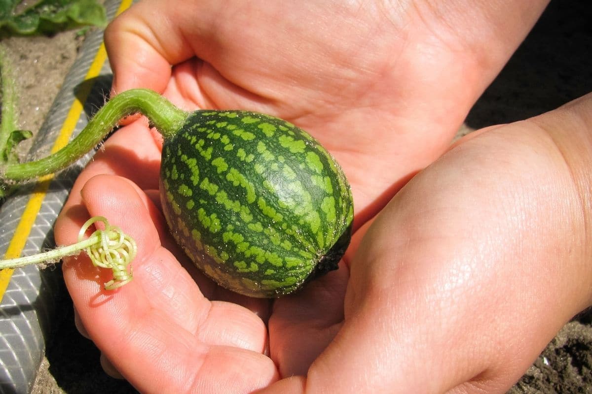 Mini-Wassermelone in der Sonne