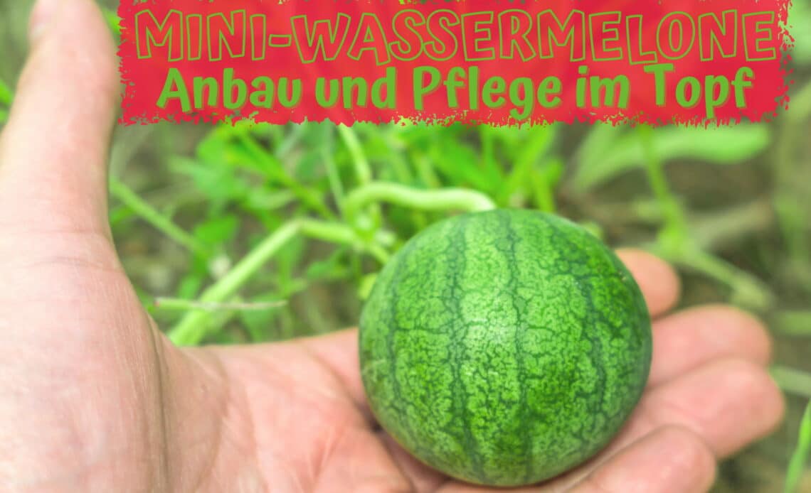 Mini-Wassermelone im Topf