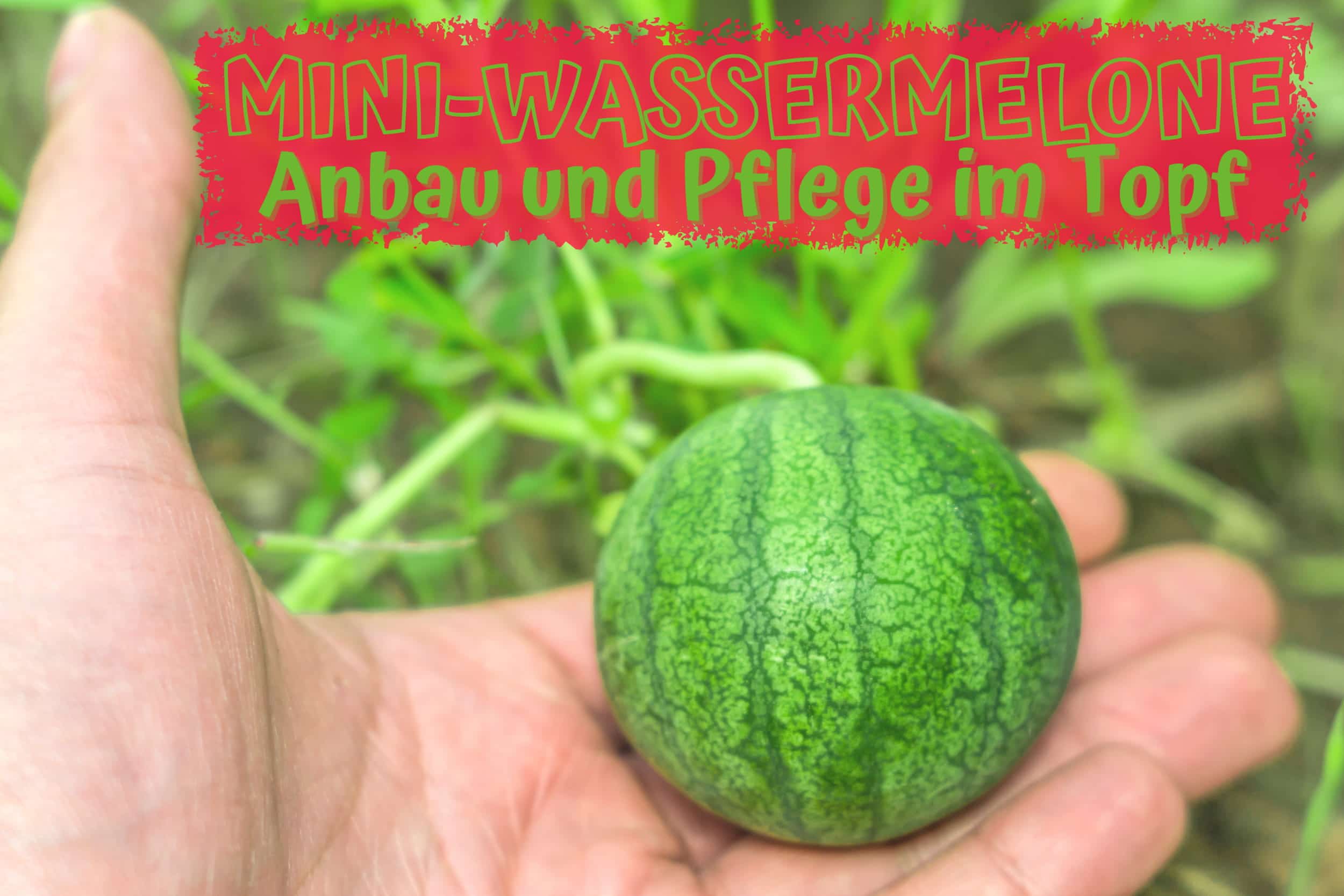 MiniWassermelone im Topf pflanzen und pflegen Gartenrat.de