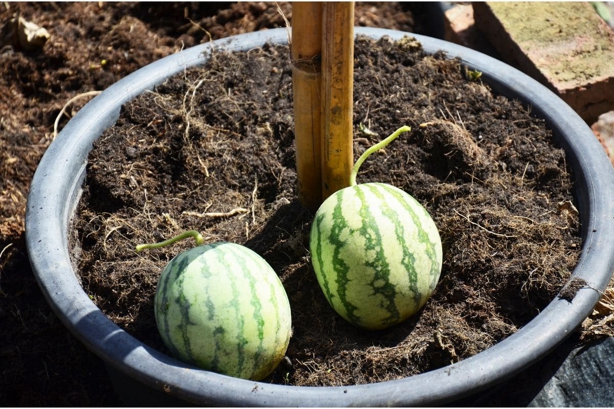 Reife Mini-Wassermelonen im Topf