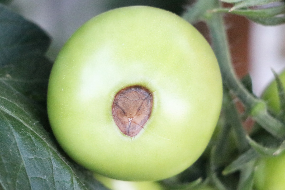 Tomate mit Blütenendfäule