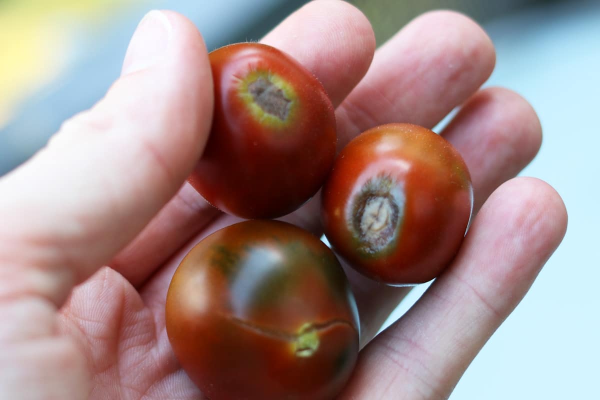 Tomaten mit Blütenendfäule