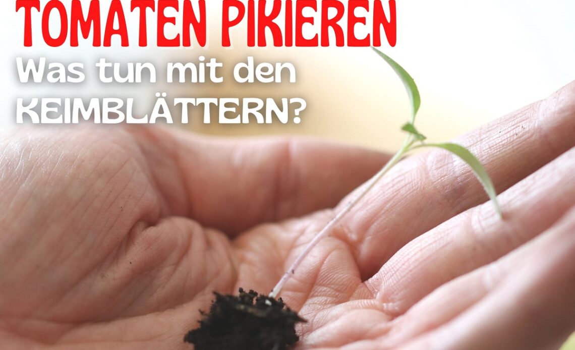 Tomaten pikieren - Keimblätter entfernen